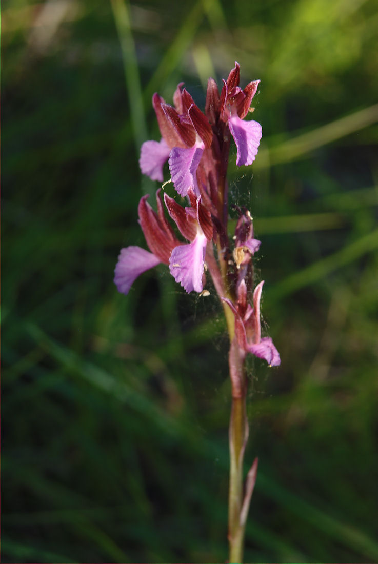 Orchidee nel pisano